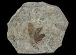 Fossil March Fly (Plecia) - Green River Formation #65186-1